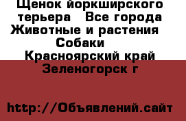 Щенок йоркширского терьера - Все города Животные и растения » Собаки   . Красноярский край,Зеленогорск г.